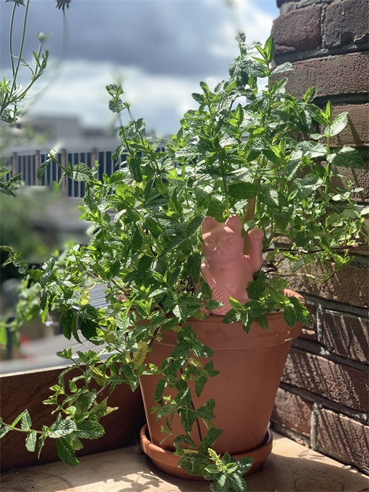 arroseur autonome chat chanceux rose bitten