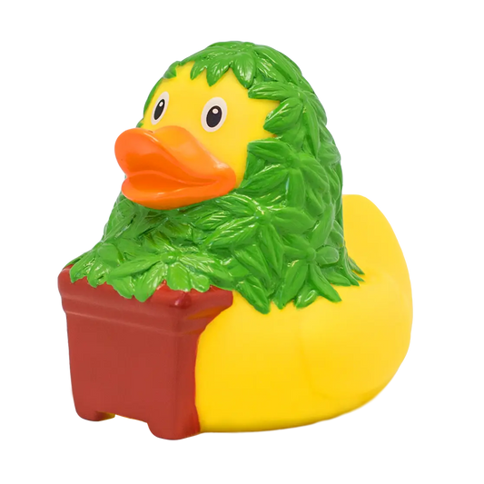 canard cannabis lilalu