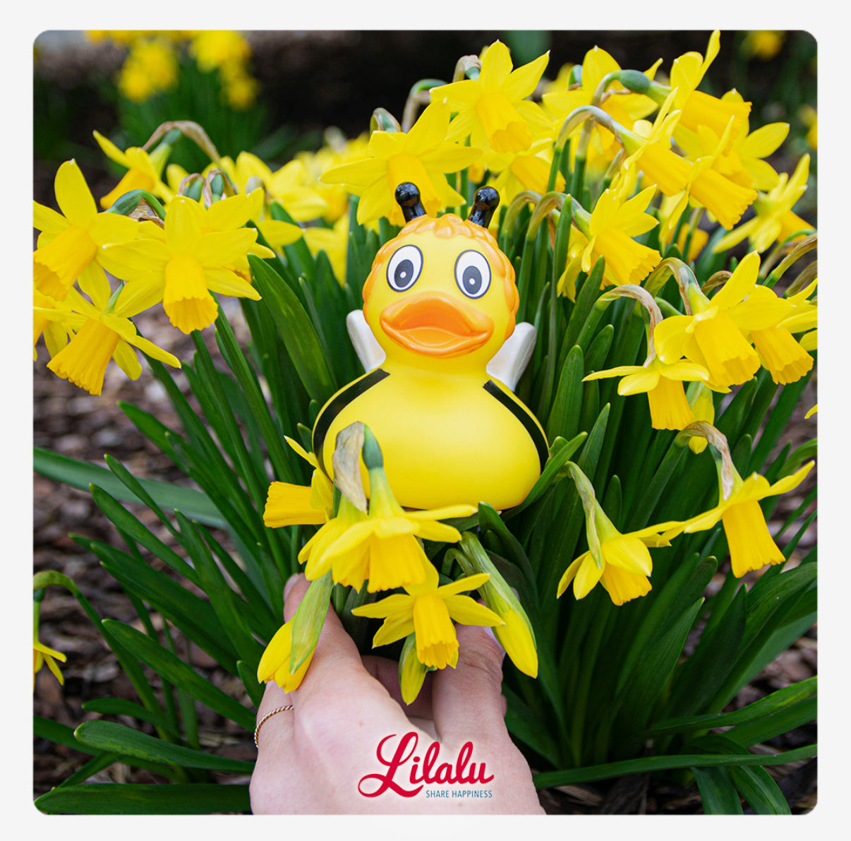 canard abeille lilalu