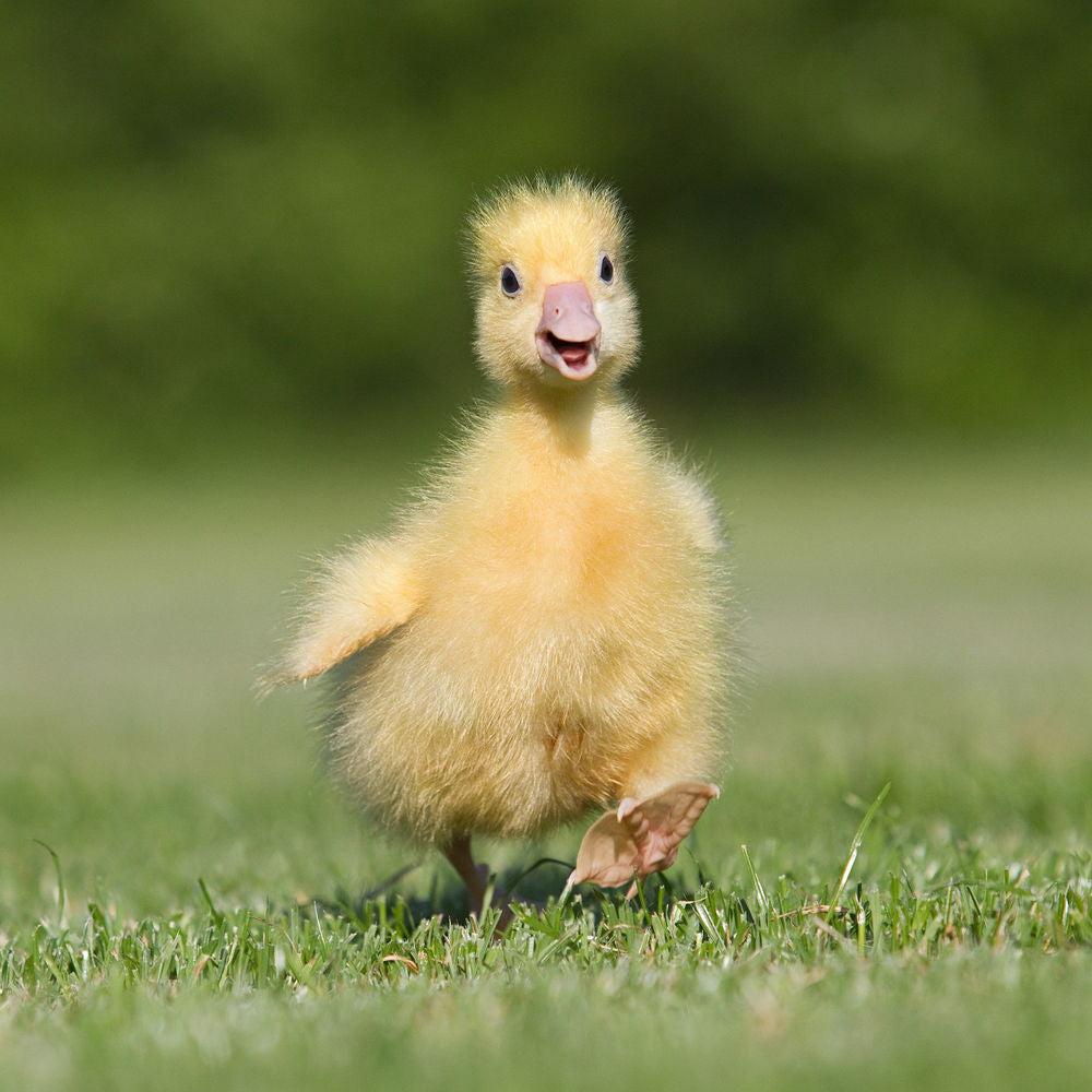 serviette en papier canard 7321011916863