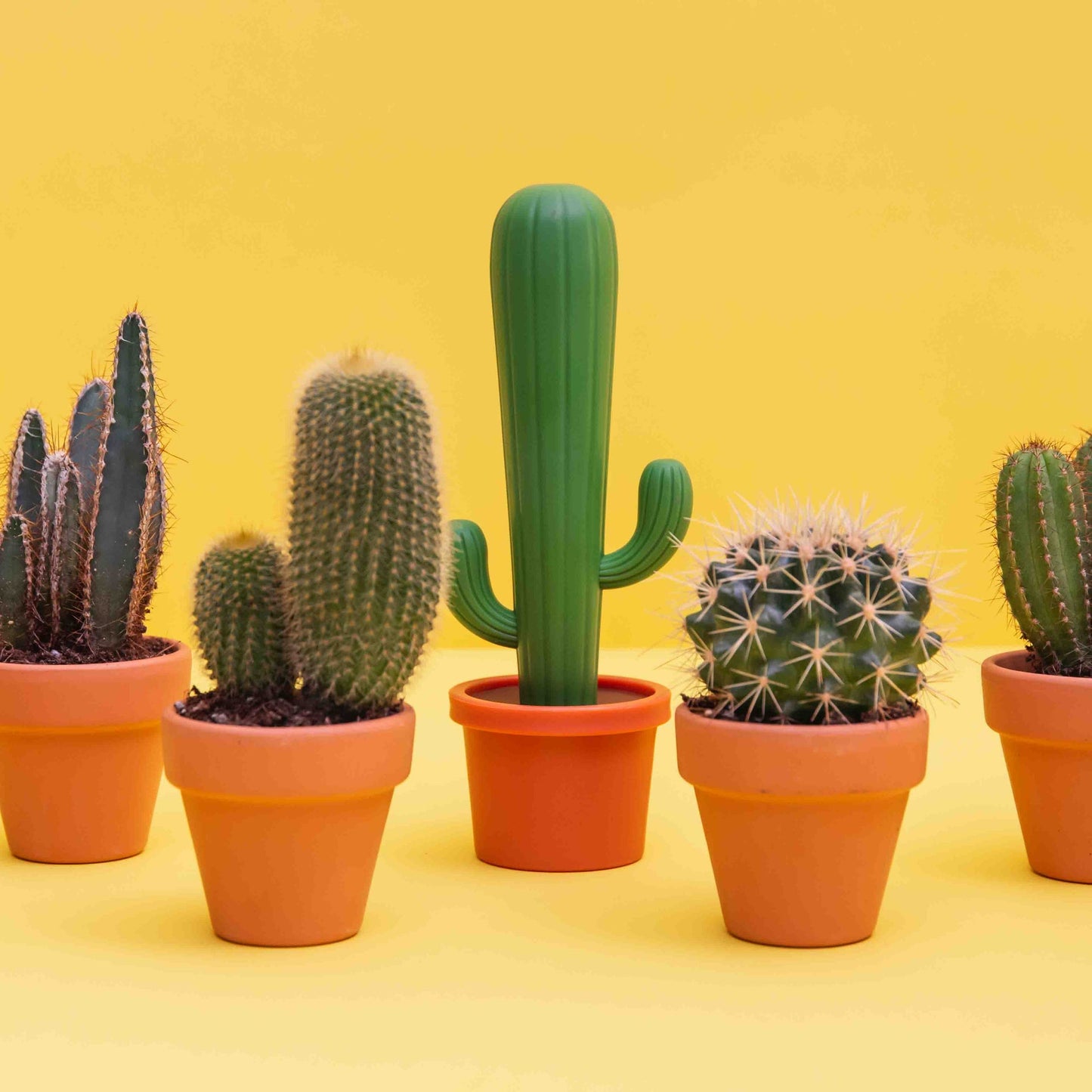 Βούρτσα πιάτων κάκτου