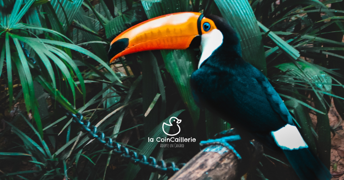 la CoinCaillerie - Animaux
