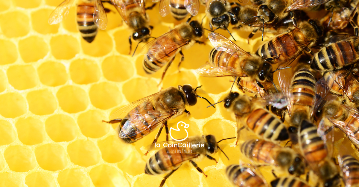 Abeilles