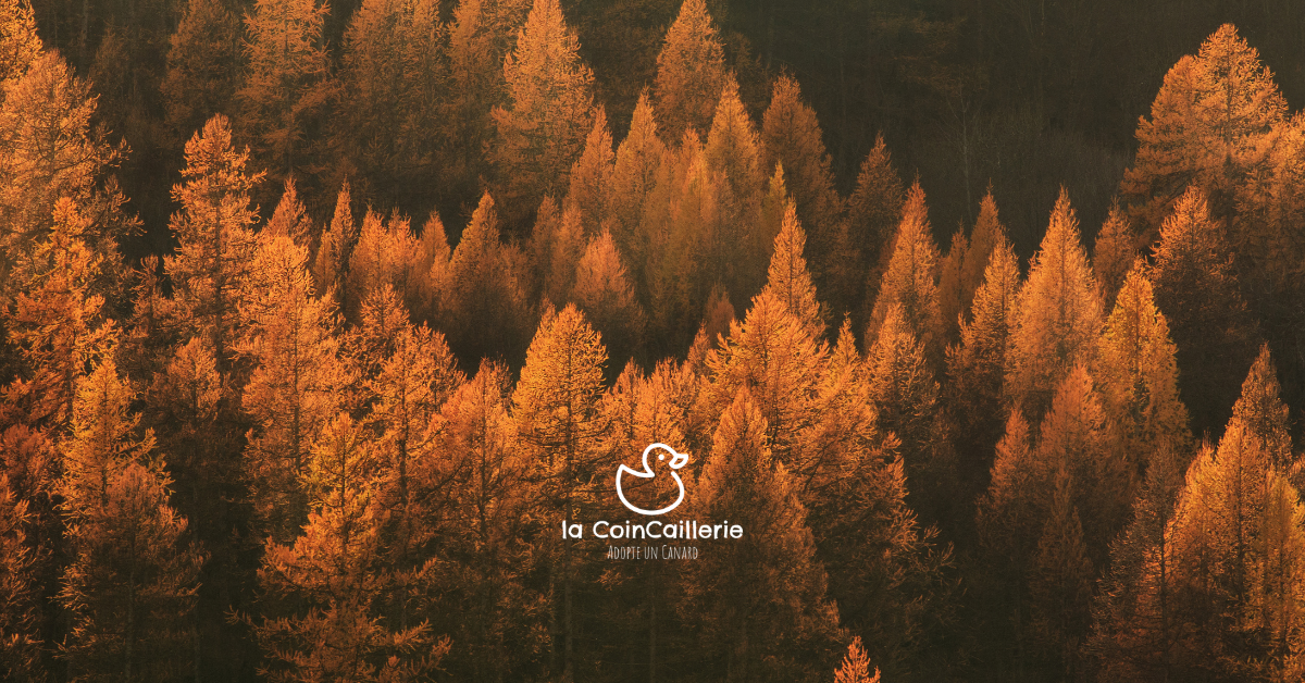 la CoinCaillerie - Automne
