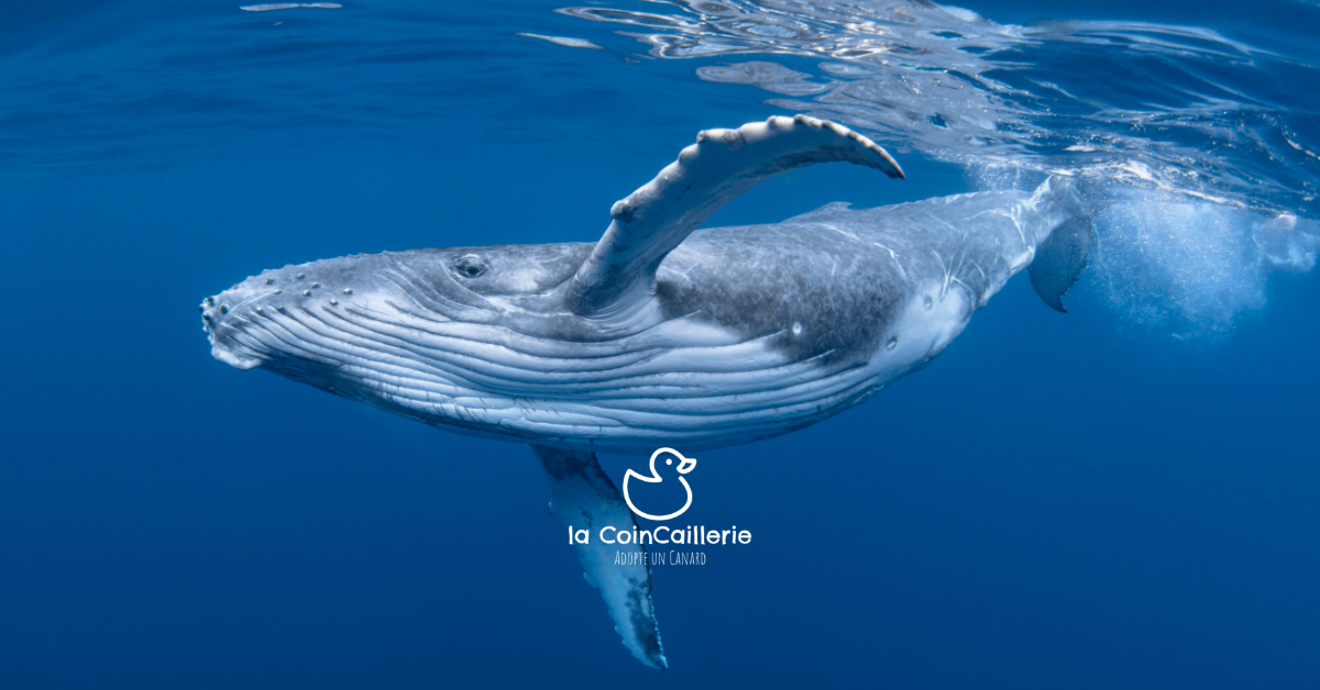 la CoinCaillerie - Baleines
