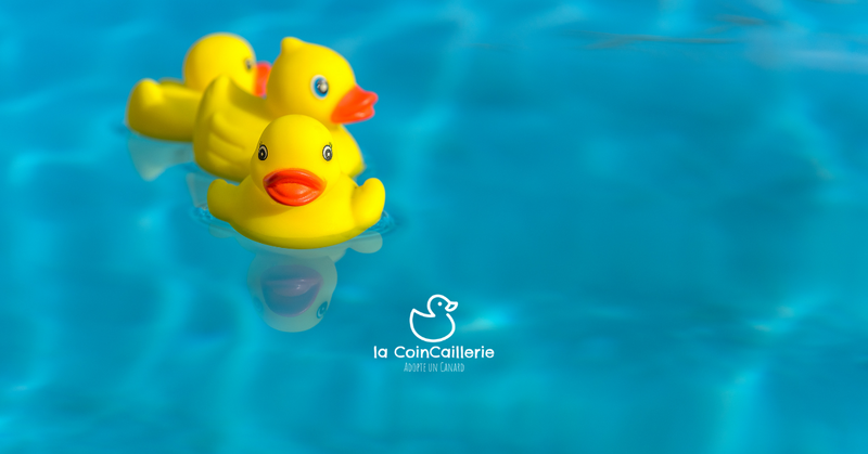 Canards de Piscine