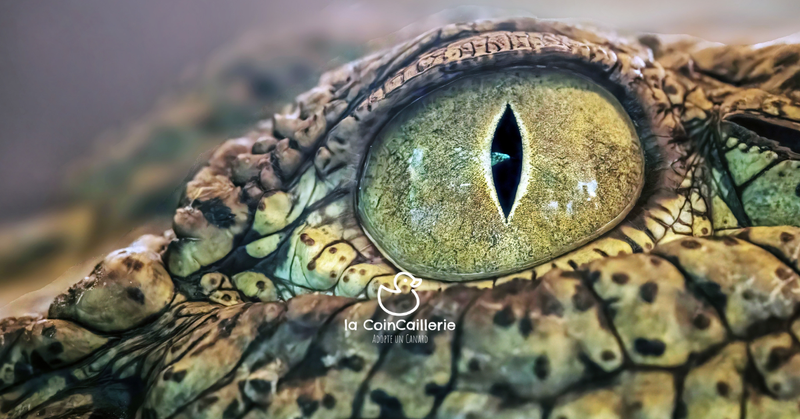 la CoinCaillerie - Crocodiles