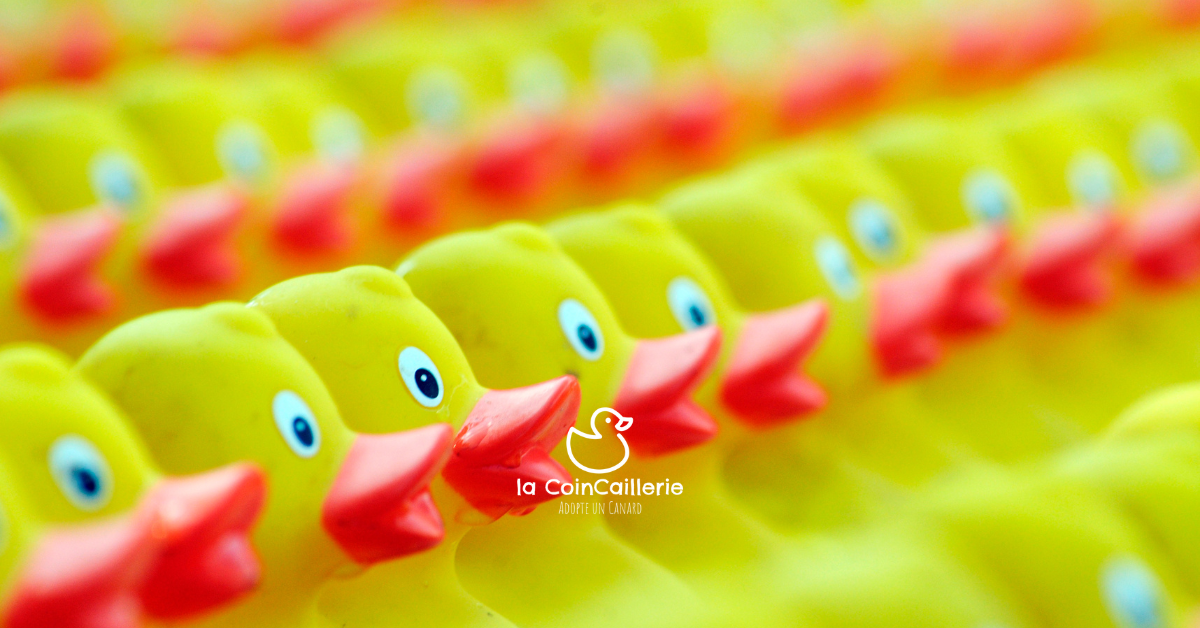 Canards de Courses