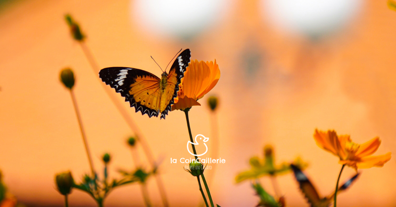 la CoinCaillerie - Papillons