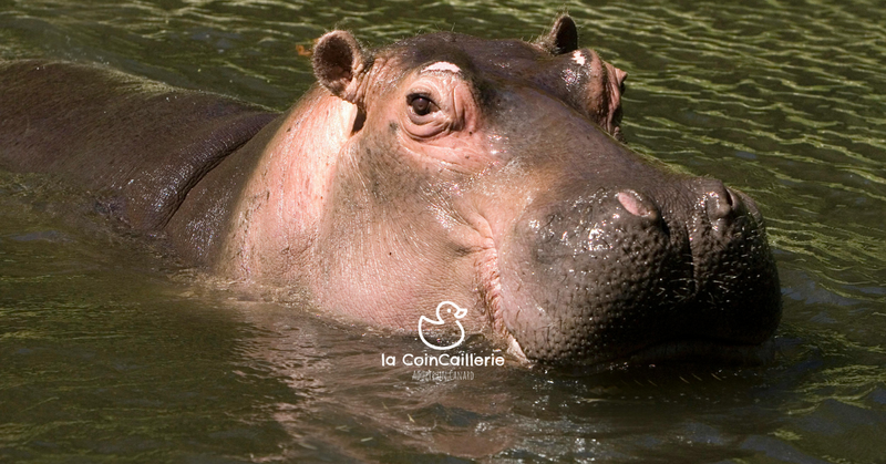 la CoinCaillerie - Hippopotames