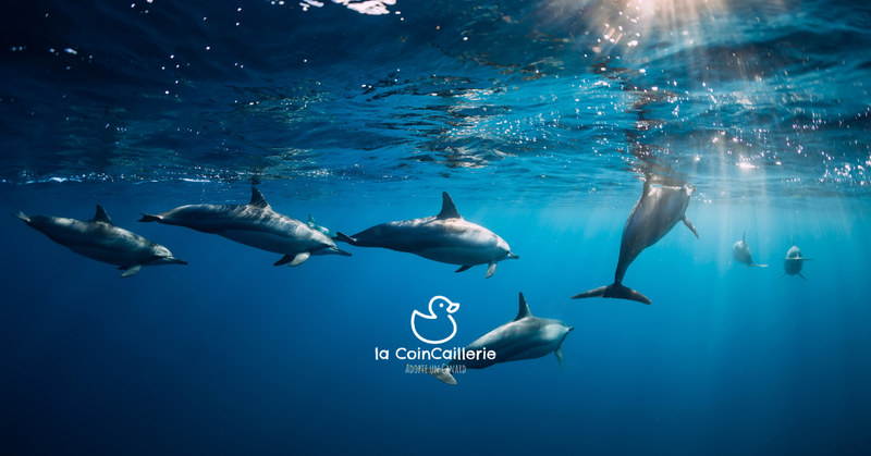 la CoinCaillerie - Dauphins