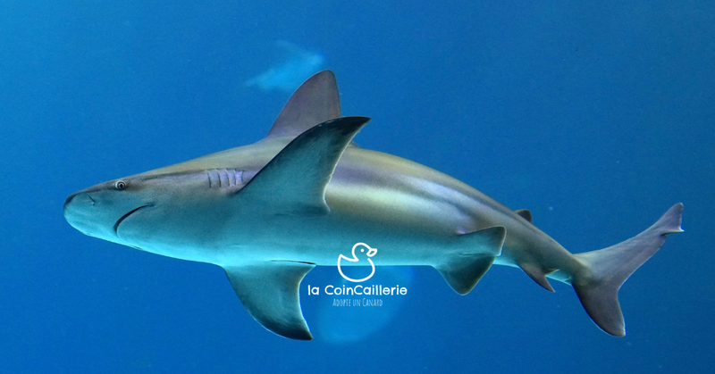 la CoinCaillerie - Requins