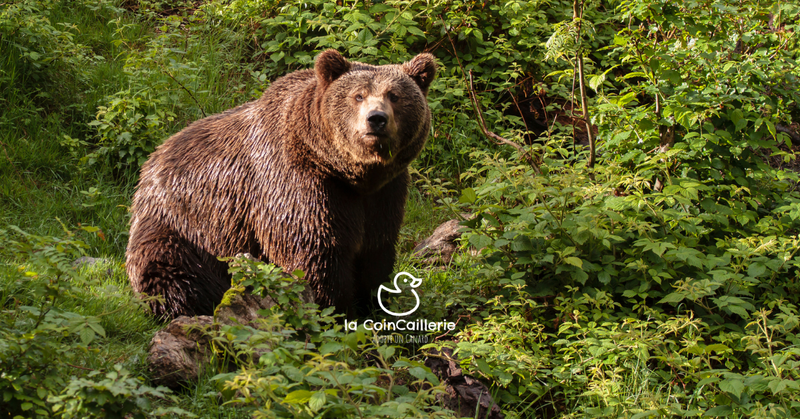 la CoinCaillerie - Ours
