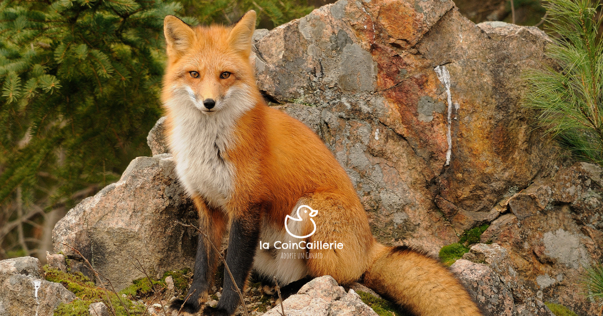 la CoinCaillerie - Renards