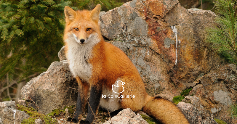 la CoinCaillerie - Renards