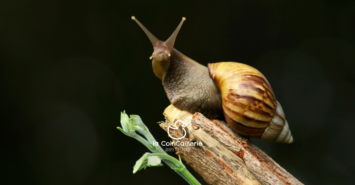 la CoinCaillerie - Escargots