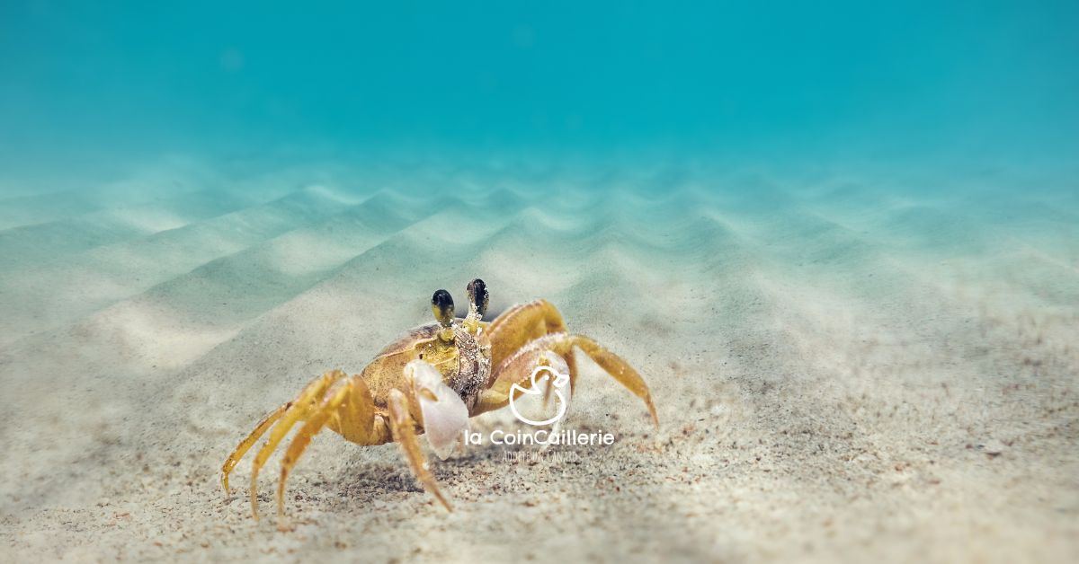 la CoinCaillerie - Crabes