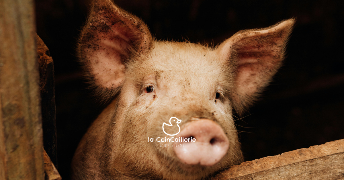 la CoinCaillerie - Cochons