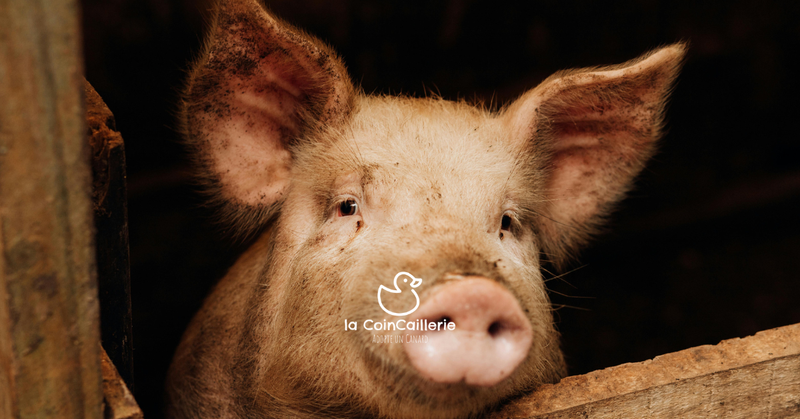 la CoinCaillerie - Cochons