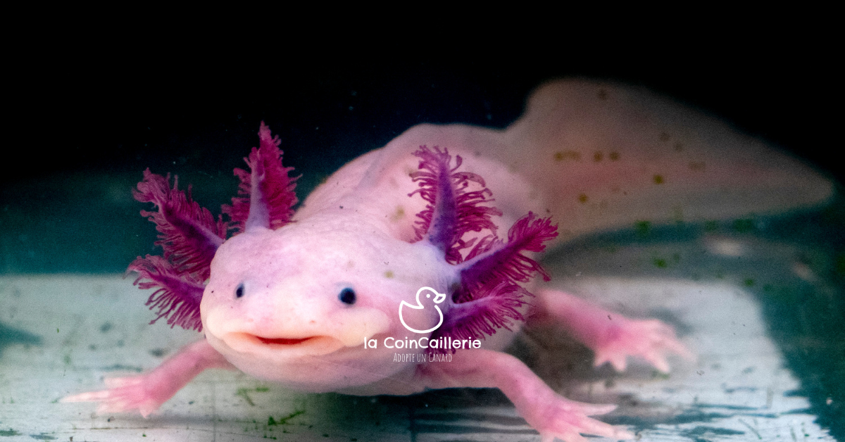 la CoinCaillerie - Axolotls
