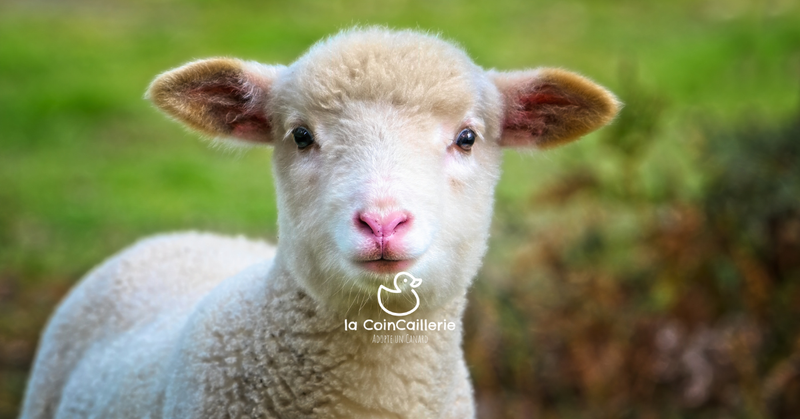 la CoinCaillerie - Moutons