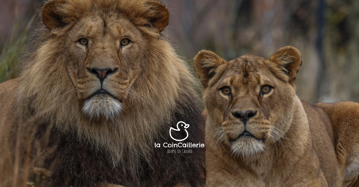 la CoinCaillerie - Lions