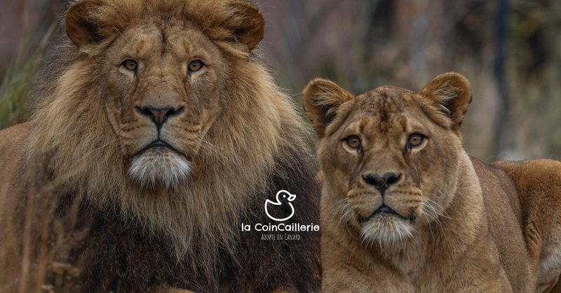 la CoinCaillerie - Lions