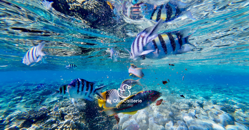 la CoinCaillerie - Poissons