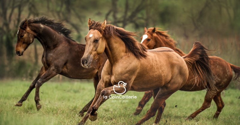 la CoinCaillerie - Chevaux