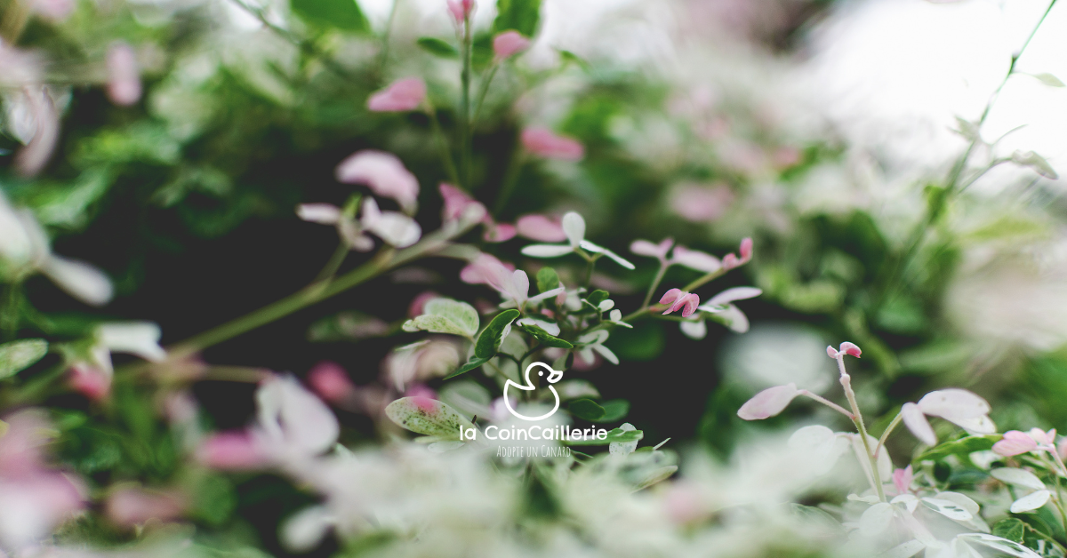 la CoinCaillerie - Fleurs et Plantes