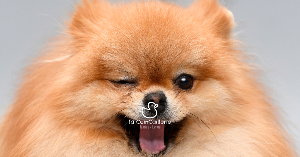 Chiens