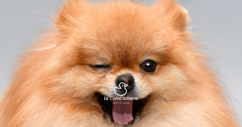 Chiens