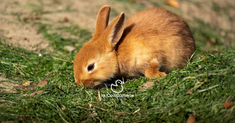 Lapins
