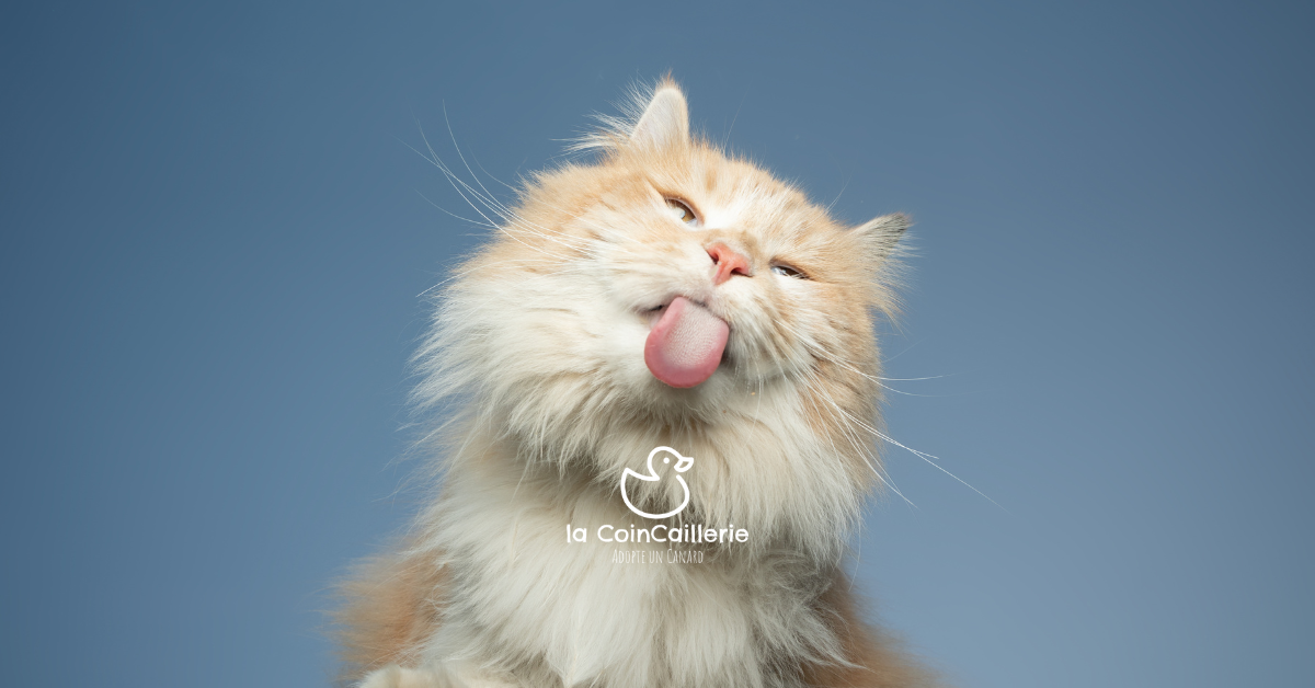 Boutique de Chats - la CoinCaillerie