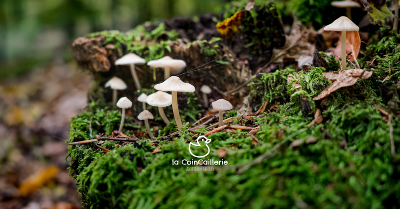 Boutique de Champignons - la CoinCaillerie