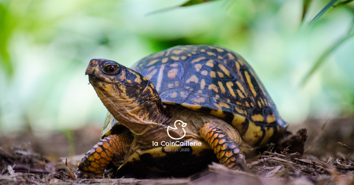 Boutique Tortues - la CoinCaillerie