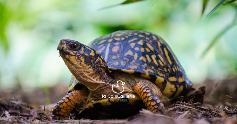 Boutique Tortues - la CoinCaillerie
