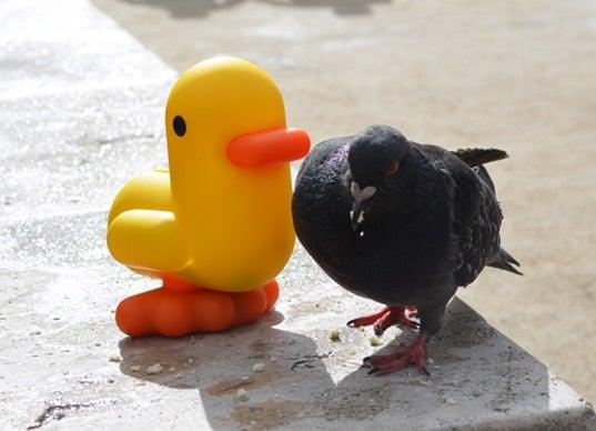 Tirelires - Canard de Bain