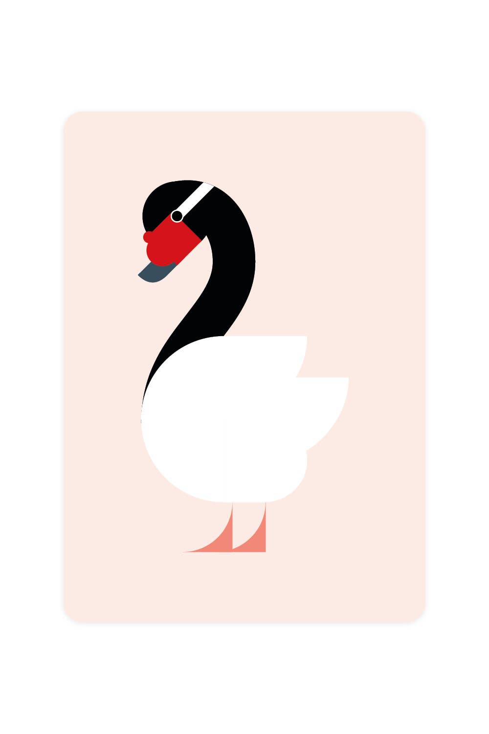 Postcard with Black-necked Swan