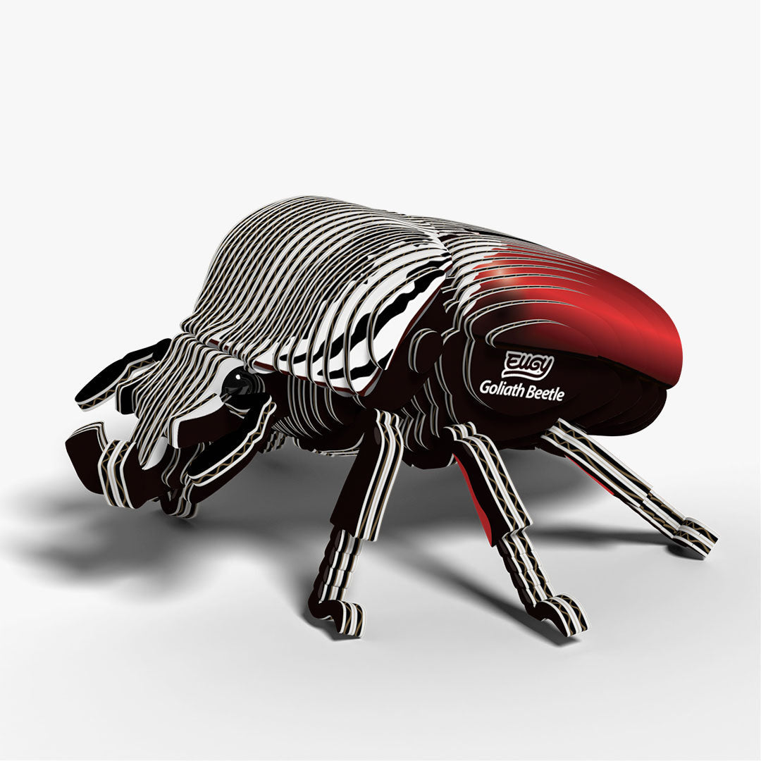 111 Goliath Beetle