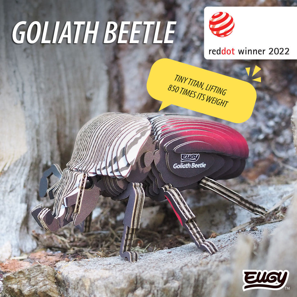 111 Coléoptère Goliath