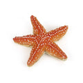 Figurine Etoile de mer Papo - animal marin