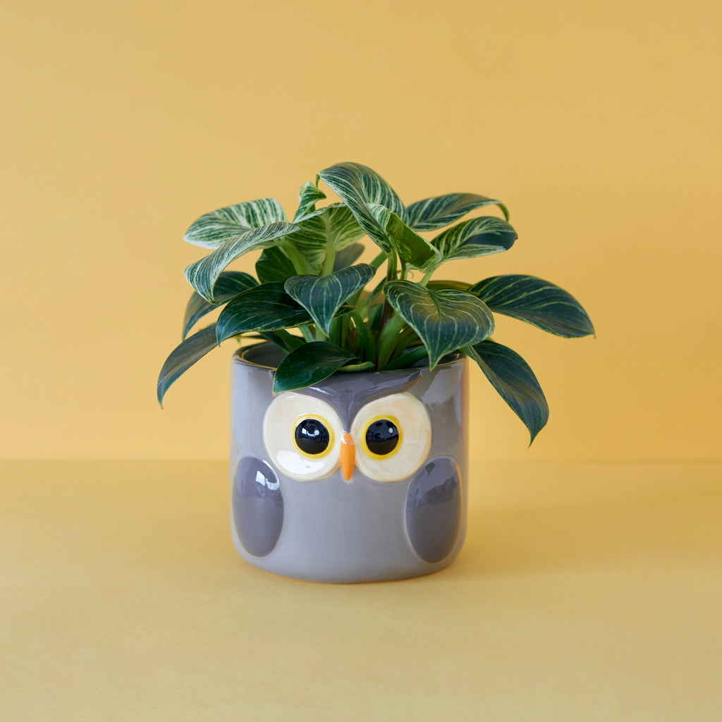 Owl Plant Pot