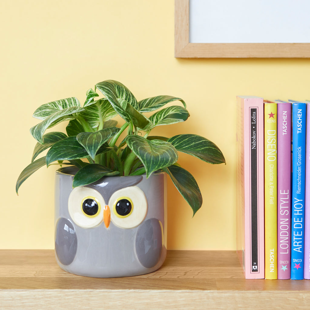 Owl Plant Pot