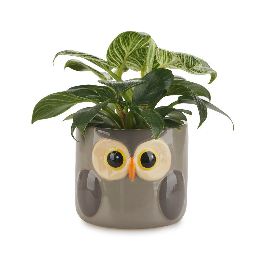 Owl Plant Pot