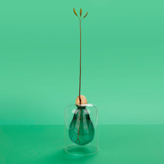 Vase de germination Avocado Vase