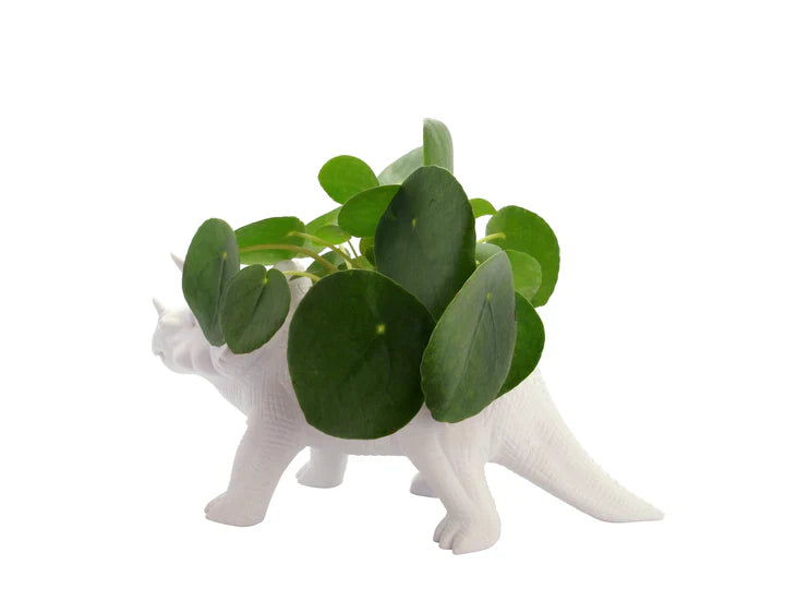 Pot de fleur Dinosaure Tricérapot Bitten – Cache-pot original