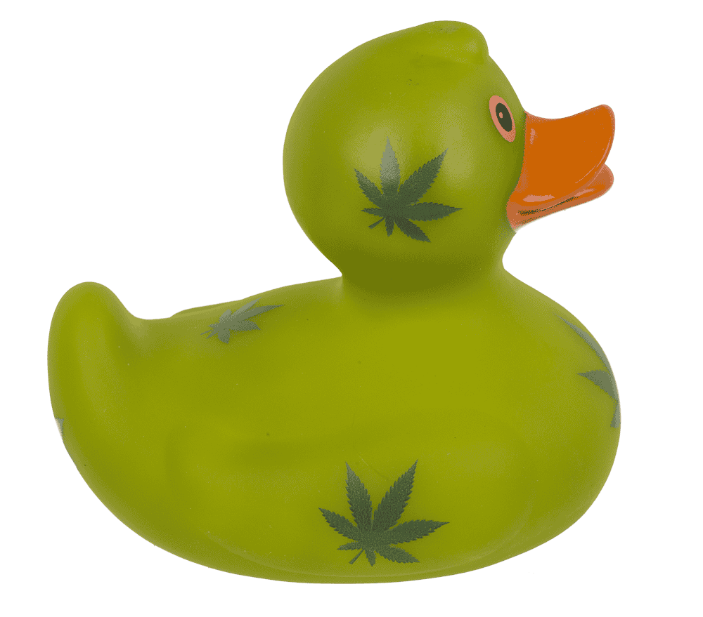 Cannabis canard couineur – env. 10 cm – vue 8