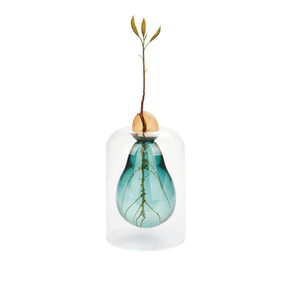 Vase de germination Avocado Vase