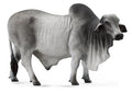 Collecta La ferme (L): TAUREAU BRAHMANE 13,5x5,5x8,5cm